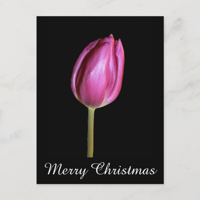 Pink Tulips Frohe Weihnachten Blume Fotos (Vorderseite)