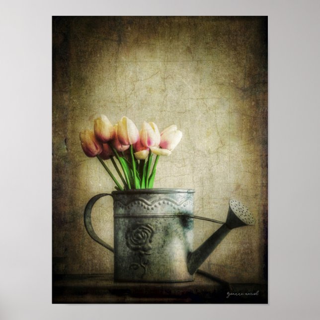 Pink Tulips in Watering Can Poster (Vorne)