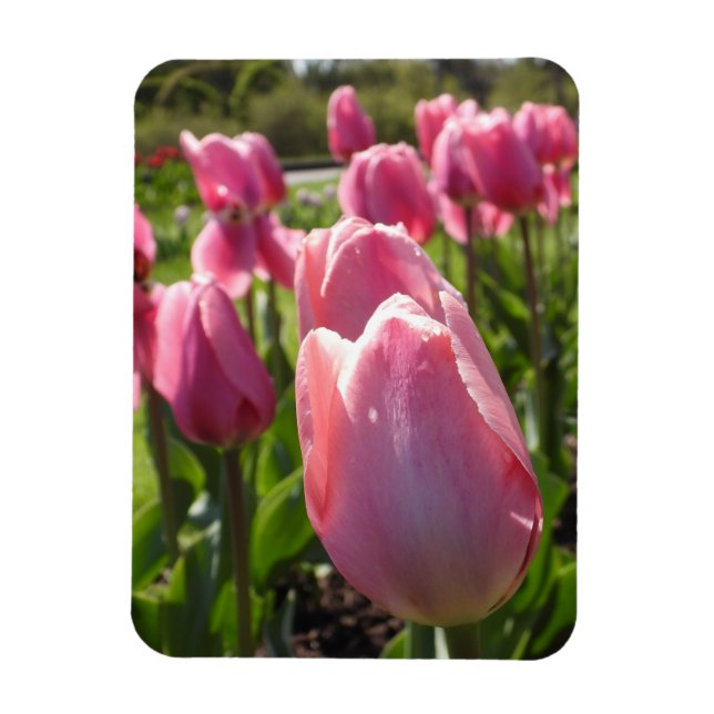 Pink Tulips Magnet (Vertikal)