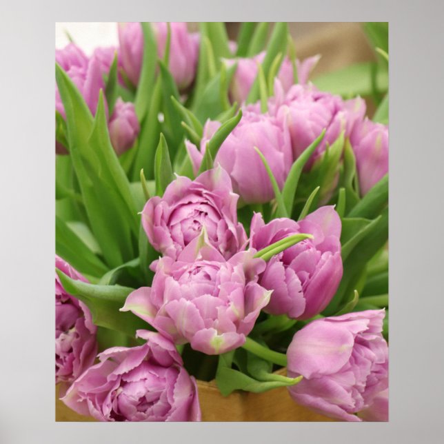 Pink Tulips Poster (Vorne)