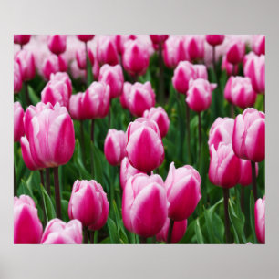 Pink Tulips Poster