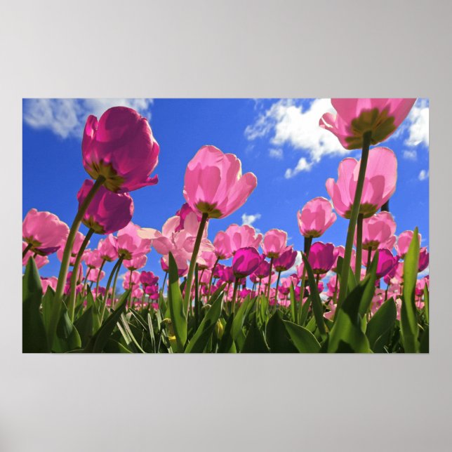 Pink Tulips Poster (Vorne)
