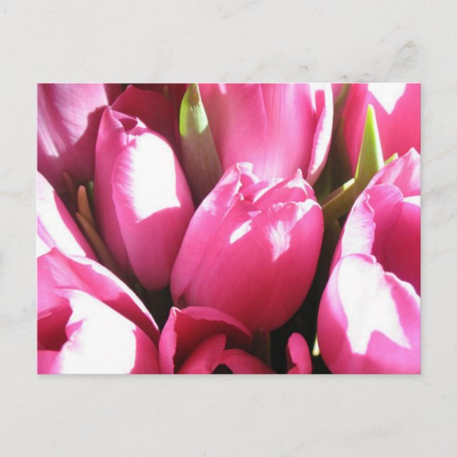 Pink Tulips Postkarte (Vorderseite)