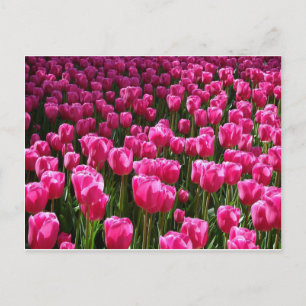 Pink Tulips Postkarte