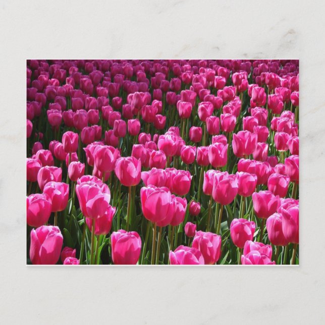 Pink Tulips Postkarte (Vorderseite)