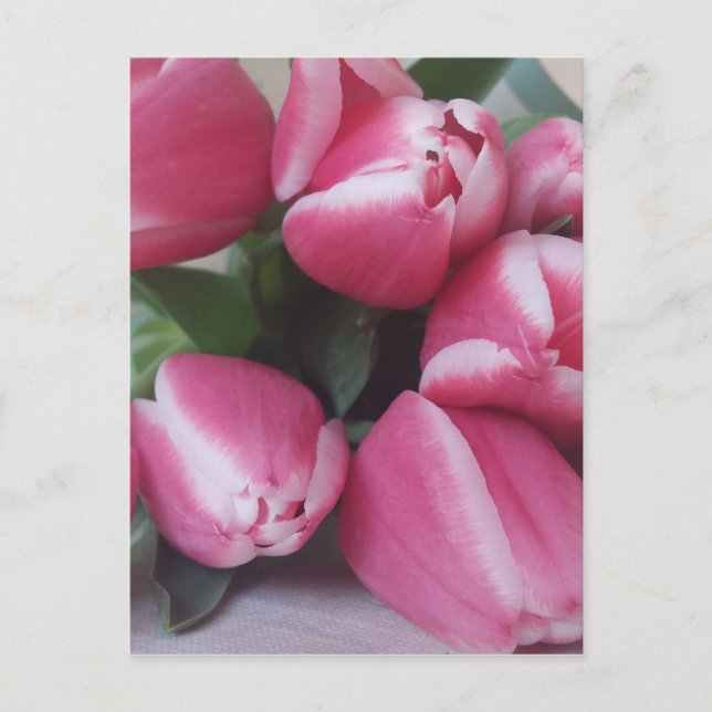 Pink Tulips Postkarte (Vorderseite)