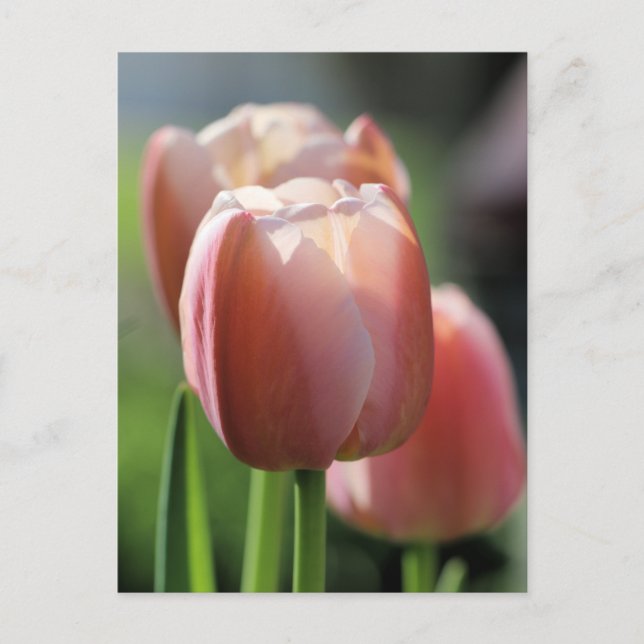 Pink Tulips Postkarte (Vorderseite)
