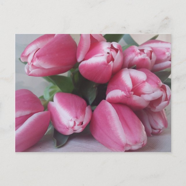 Pink Tulips Postkarte (Vorderseite)