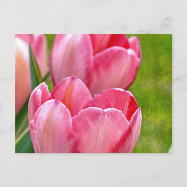 Pink Tulips Postkarte (Vorderseite)