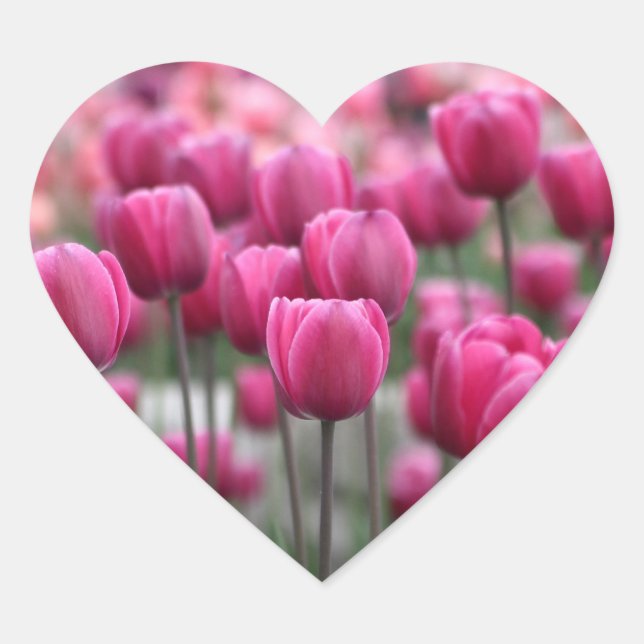 Pink Tulips Stickers (Vorderseite)