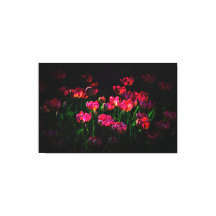 Pink-Tulpe-Blume