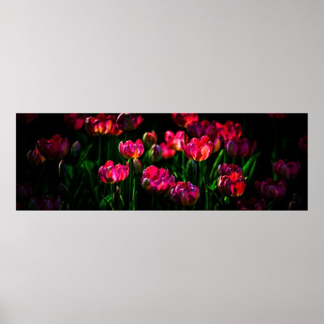 Pink-Tulpe-Blume Poster (Vorne)