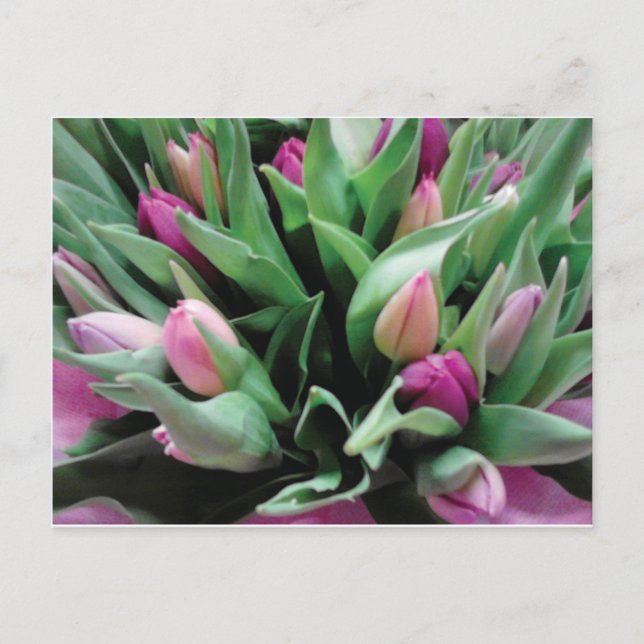 Pink-Tulpe-Blume Postkarte (Vorderseite)