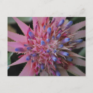 Pink und Blue Aechmea #2 Postkarte