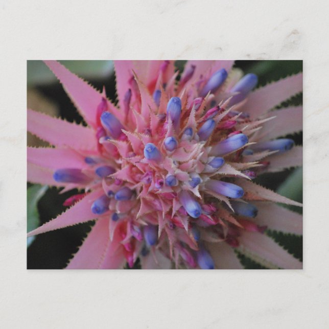 Pink und Blue Aechmea #2 Postkarte (Vorderseite)