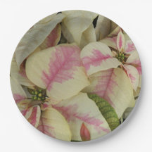 Pink und Cream Poinsettias Floral