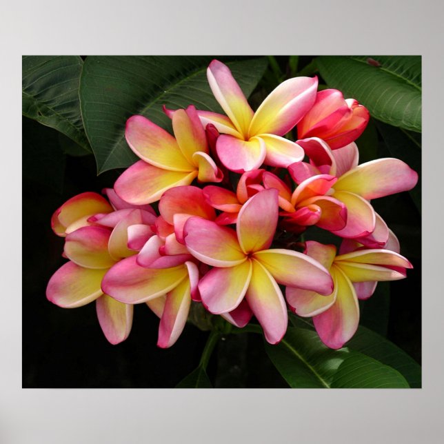 Pink und gelb Plumeria Poster (Vorne)