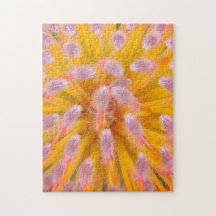 Pink und Orange Pincushion Proteaceae