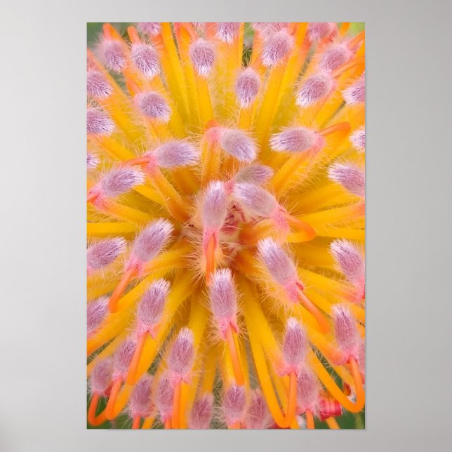 Pink und Orange Pincushion Proteaceae Poster (Vorne)