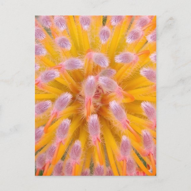 Pink und Orange Pincushion Proteaceae Postkarte (Vorderseite)