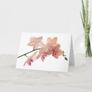 Pink und Peach Dendrobium Orchid - Maßgeschneidert Karte