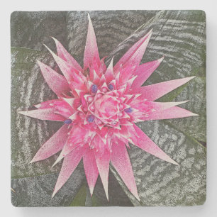 PINK UND WEISS BROMELIAD STAR-FLIEGEN STEINUNTERSETZER