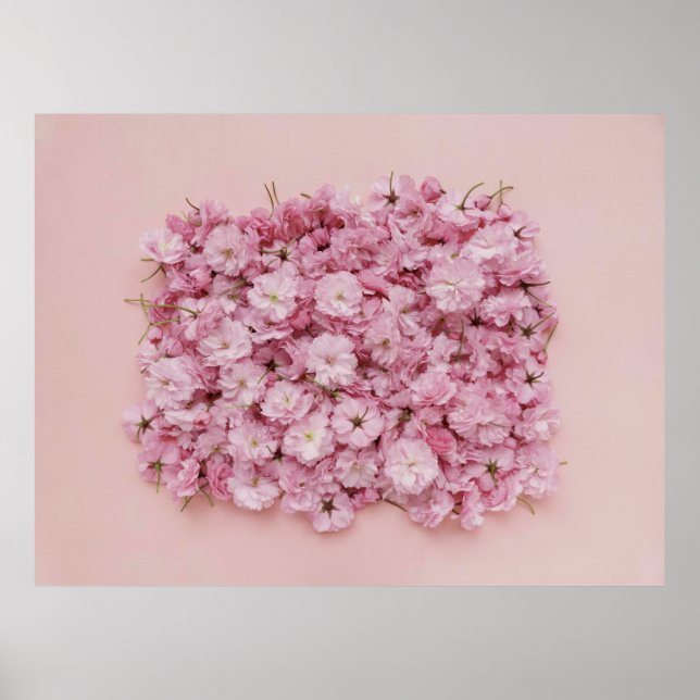 PINK UND WEISSE BLUME PETALS POSTER (Vorne)