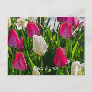 Pink und weiße Tulissen - herzlichen Dank Postkarte