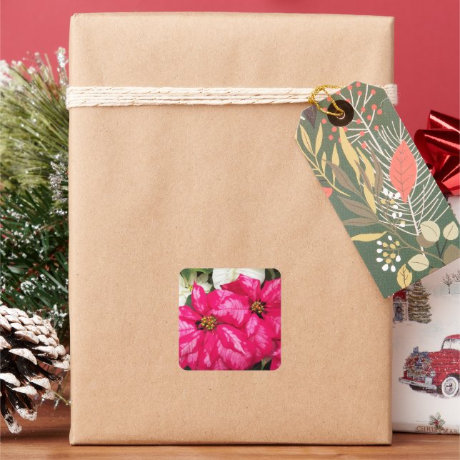 Pink Variegated Poinsettias Holiday Quadratischer Aufkleber (Feiertag)