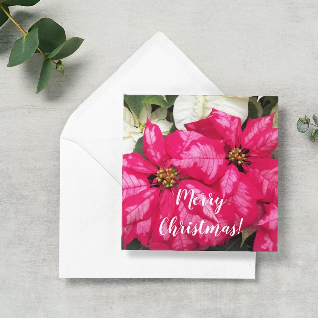 Pink Variegated Poinsettias Personalisiert Urlaub Mitteilungskarte (In Situ)