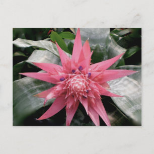 Pink Variegated Postkarte