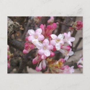 Pink Viburnum Blossom Postkarte