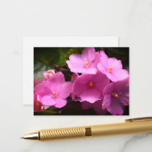 Pink Violette Africaine Saintpaulia Blume
