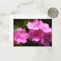 Pink Violette Africaine Saintpaulia Blume
