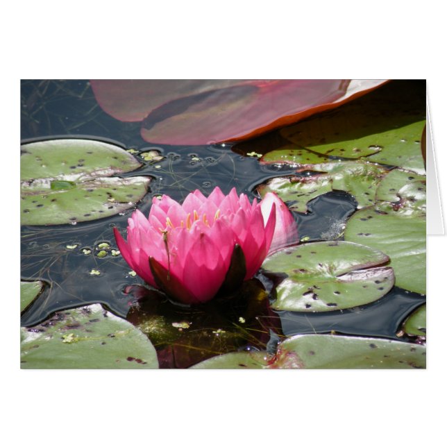 Pink Water Lilie Karte (Vorderseite (Horizontal))