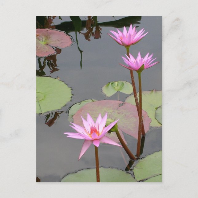 Pink Water Lilies Postkarte (Vorderseite)