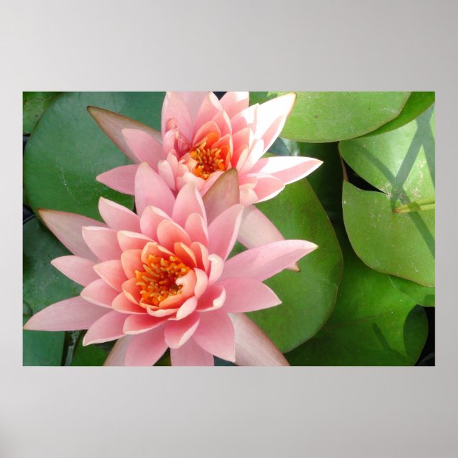 Pink Water Lilies Splendor Poster (Vorne)