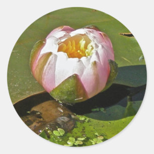 Pink Water-Lily-Bud-Aufkleber Runder Aufkleber