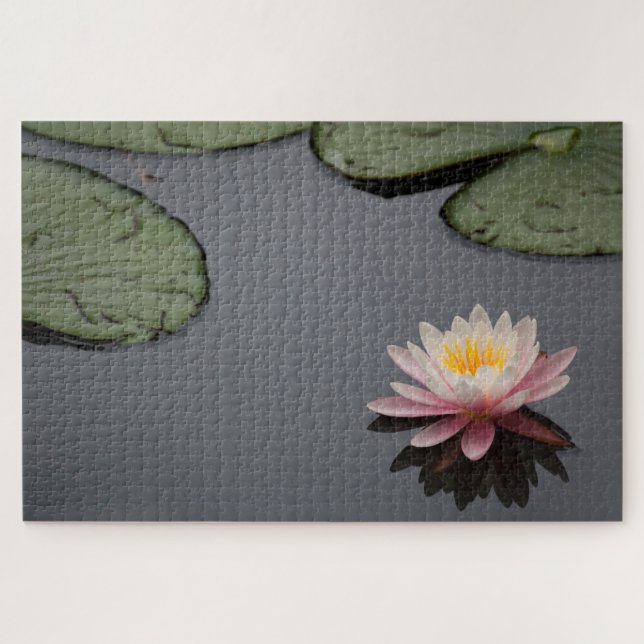 Pink Water Lily Foto (Horizontal)