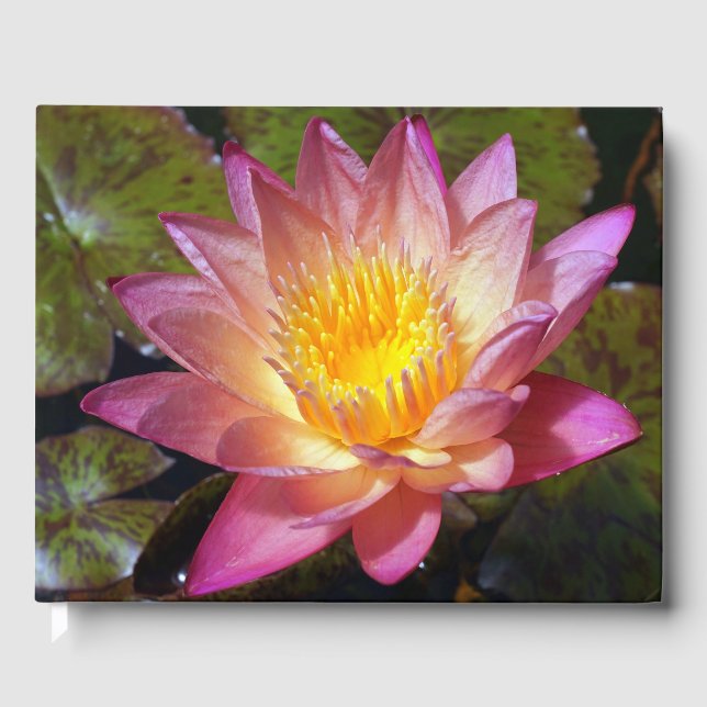 Pink Water Lily Foto Gästebuch (Vorderseite)