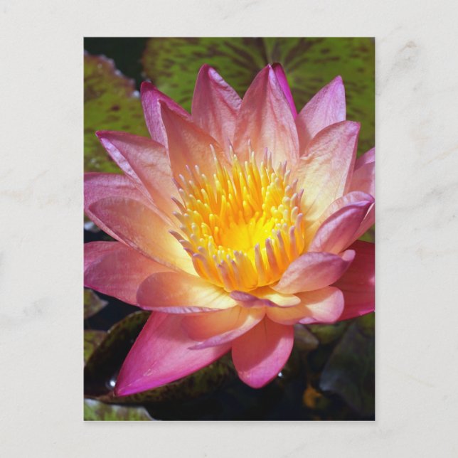 Pink Water Lily Foto Postkarte (Vorderseite)