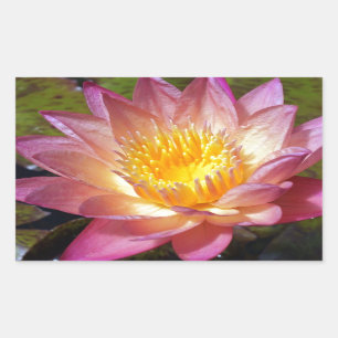 Pink Water Lily Foto Rechteckiger Aufkleber