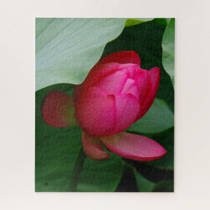 Pink Water Lily gegen die Blätter