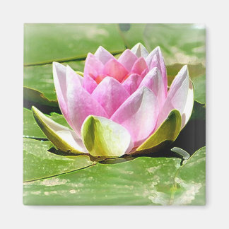 Pink Water Lily Magnet - Carré