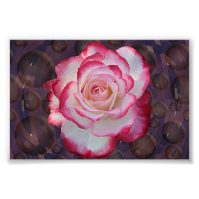 Pink & White Hybrid Tee Rose Fotodruck (Vorne)