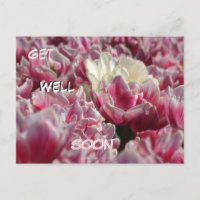Pink White Tulips Muster bald gut erhalten Postcar