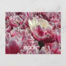 Pink White Tulips Muster bald gut erhalten Postcar Postkarte