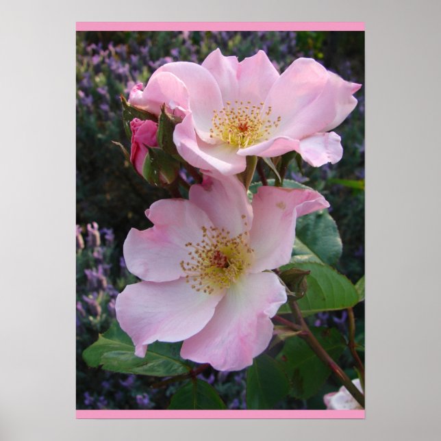 Pink Wild Rose Art Florenz Blume Foto Poster (Vorne)