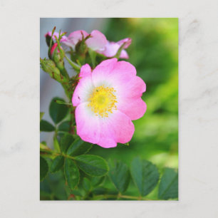 Pink Wild Tee Rose Blossom Postkarte