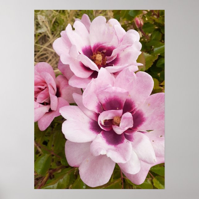 Pink Wilde Rose Rose Blumengarten Poster (Vorne)